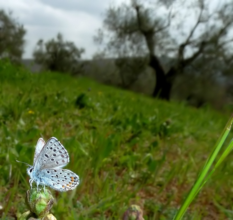 farfalle e uliveti